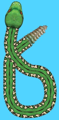 Pinewood Derby Car Decal